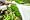The Allotment Book