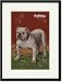 Black Framed/Matted Print 17x23, White Bulldog