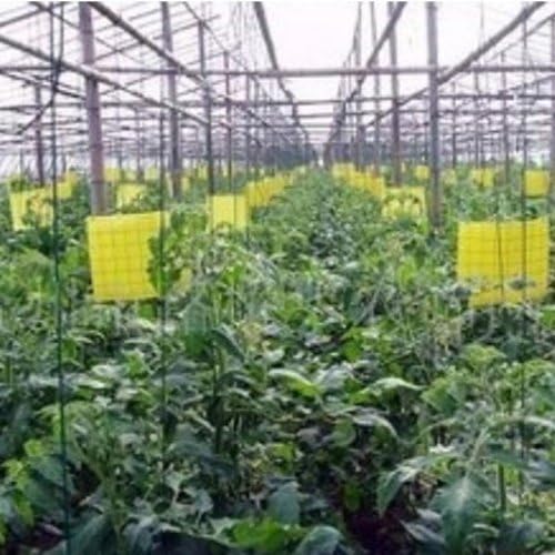 Eco-friendly Yellow Insecticidal Plate.