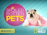 Spoiled Rotten Pets: Ferrets & Tiaras