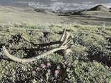 Caribou Antlers Lie in a Grassland in the Arctic National Wildlife Refuge Photographic Poster Print by Annie Griffiths Belt, 24x32