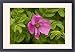 Framed Prints of Japanese rose in flower. Garden from Ardea Wildlife Pets