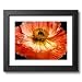 Orange Poppy Flower Photo Wall Picture Framed Art Print