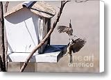 Sparrows in Fight Canvas Print / Canvas Art - Artist Marjorie Imbeau