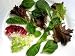 Baby Salad Greens 1 - 36