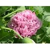 50 Poppy Flower Seeds. Lavender Peony Poppies. One Stop Poppy Shoppe� Brand.