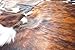 rodeo Superior Brindle Cow Skin Cowhides Rug Large Size