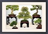 Framed Print of Bonsai trees from Science Photo Library