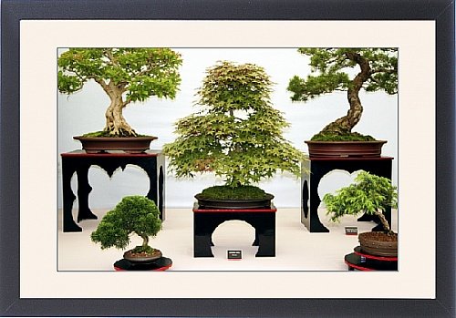 Framed Print of Bonsai trees from Science Photo Library
