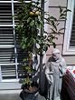 Hudson's Golden Gem Apple Tree -- 12 by 12 Inch Container