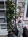 Hudson's Golden Gem Apple Tree Five Gallon
