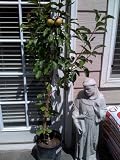 Hudson's Golden Gem Apple Tree Five Gallon