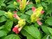 Live Plant Unusual Fruit Cocktail Shrimp Shaped Flowers Attract Butterflies Hummingbirds