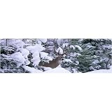 Window Graphic - 20x65 Winter View [Misc.]