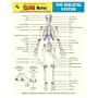 EXAMNotes for Skeletal System (EXAMNotes)