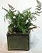 Square Self Watering Ceramic Pot with Felt Feet - Tropical Green - 4 3/8
