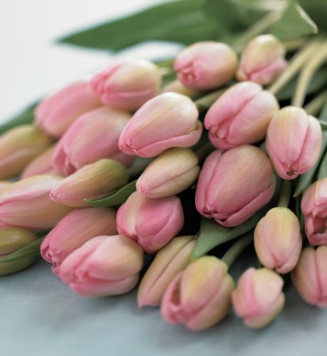 Flowers by Post - 28 Tulips