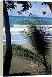 Beach tan on the Pacific Ocean - 20 Inch Canvas Print (51 cm) by Robert Harding