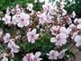 Hardy Geranium 'Biokovo' NEW! - Potted!