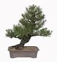 Brussel's Black Pine Specimen Tree