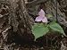 A Close View of a Large-Flowered Trillium Flower Photographic Poster Print, 18x24