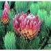 Ladismith Protea 10 Seeds - Protea aristata - Showy