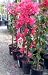 Bougainvillea Barbara Karst One Gallon Vine