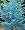 Cider Gum Eucalyptus Tree Herb 20 Seeds - Eucalyptus gunnii