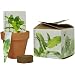 S.F. Imports GB-MINT/MD Grow Your Own Medium Herb Kit, Mint
