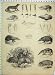 Hedgehog Spiny Tenrec Gymnure Teeth Banxring Tana