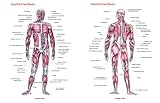 cover of Superficial And Deep Muscles Chart
