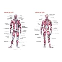 Superficial And Deep Muscles Chart