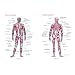 Superficial And Deep Muscles Chart