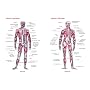 Superficial And Deep Muscles Chart
