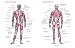 Superficial and Deep Muscles Chart