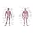 Superficial And Deep Muscles Chart