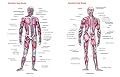 Superficial And Deep Muscles Chart