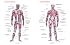 Superficial And Deep Muscles Chart