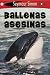 Ballenas Asesinas: Killer Whales Spanish Edition See More Readers Level 1 (SeeMore Readers)