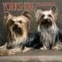 Yorkshire Terriers 2004 Calendar
