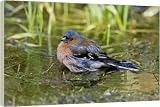 Box Canvas Print of Chaffinch - Bathing in pool from Ardea
