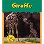 Giraffe (Zoo Animals)
