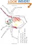 My Own Very Busy Spider Coloring Book