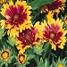 Gaillardia - Pulchella - 1/4 LB