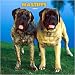 Mastiffs Wall 2008