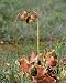 Photographic Prints of ROG-10314 Pitcher Plant - insectivorous from Ardea Wildlife Pets