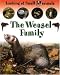 The Weasel Family (Morgan, Sally. Looking at Small Mammals.)
