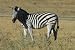 Image of Zebra in Botswana