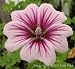 Hollyhock Malva Sylvestris Zebrina 20 Seeds