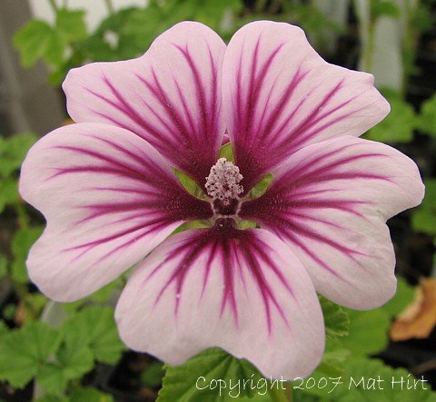 Hollyhock Malva Sylvestris 'Zebrina' - 4 Plants